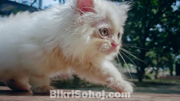 Persian Cat for Sale, Male, 2 Months Old, Purebred